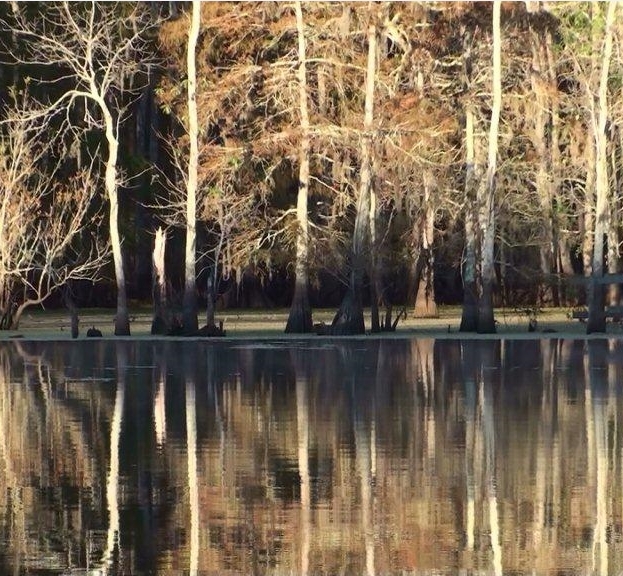 cypress swamp dead water allows mirror reflection dead water allows mirror reflection