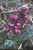 Orchid, a name for testicals in Greek