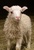 Christ, as an unblemished lamb, was our Passover sacrifice.
